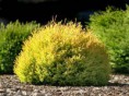 /album/fotogaleria-galeria/thuja-occidentalis-rheingold-thuya-rheingold-agm-jeune-plante-20-30cm-en-godet-2-2934-p-jpg/